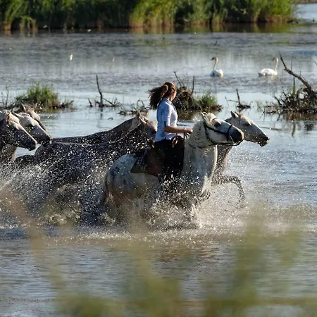 Terrasse - 4 Pers. Proche - Fr-1-307-297 Le Grau-du-Roi